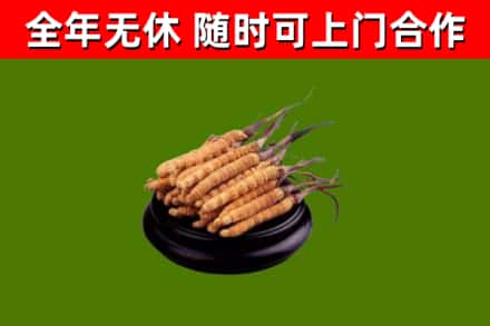 上饶回收冬虫夏草